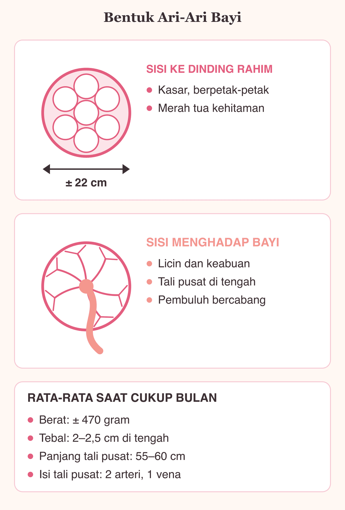 Skema bentuk ari-ari bayi: sisi menempel rahim, sisi menghadap bayi, tali pusat, beserta ukuran dan berat rata-ratanya